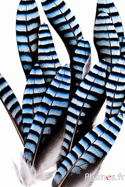 Gaai - premium - 3-5 cm - natuurlijk blauw